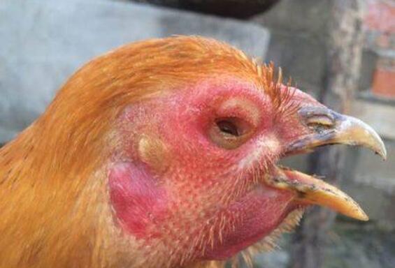 鸡冠发紫肿头肿脸眼睛瞎呼吸困难,鸡冠发紫呼吸困难是什么病