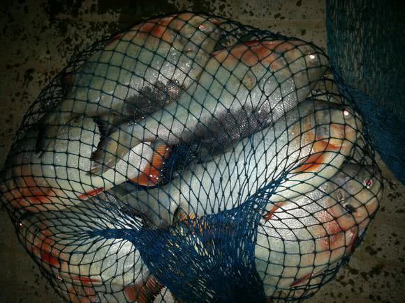 长尾银鲳鱼多少钱一斤,钓鲳鱼怎样溜鱼