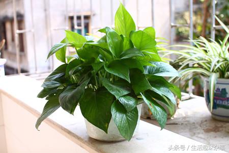 绿萝水培怎么养才能更旺盛一些,水培绿萝怎么养护长得才茂盛