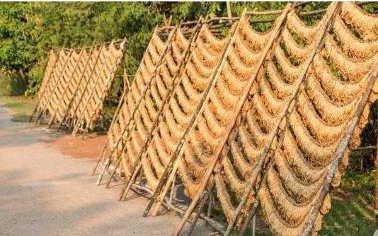 用茶叶做的烟能抽吗对身体有害吗,玫瑰烟会有哪些危害