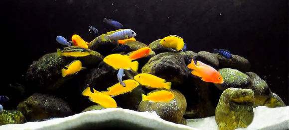 从鱼店买的观赏鱼怎么养不活,自己养的观赏鱼可以卖出去吗