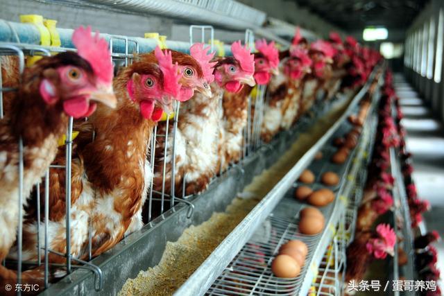 家禽癌症,家禽癌细胞炖汤能杀死不