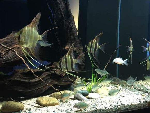 鱼缸出现油膜用什么鱼清理,鱼缸水面有油膜和气泡怎么办