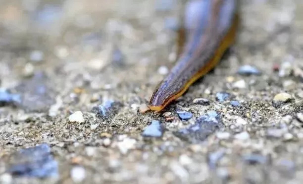 稻田里面的蚂蟥爬到脚上去了,稻田被水蛭咬了怎么处理