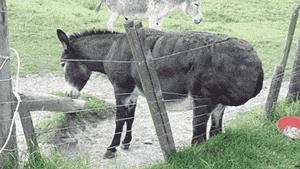 中国老干妈在美国监狱里的地位,老干妈在美国监狱纪录片