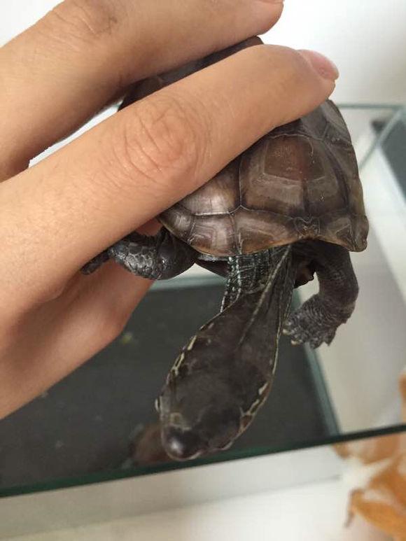 「龟友记录」萌妹子养龟全纪录（第一部）