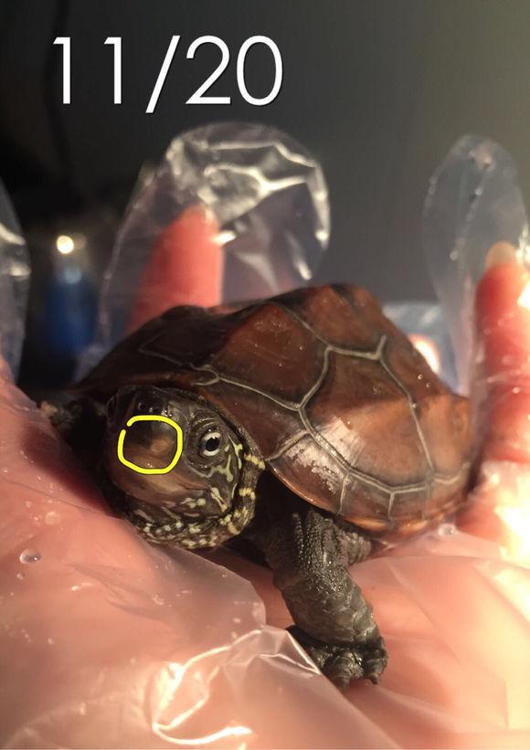 「龟友记录」萌妹子养龟全纪录（第一部）