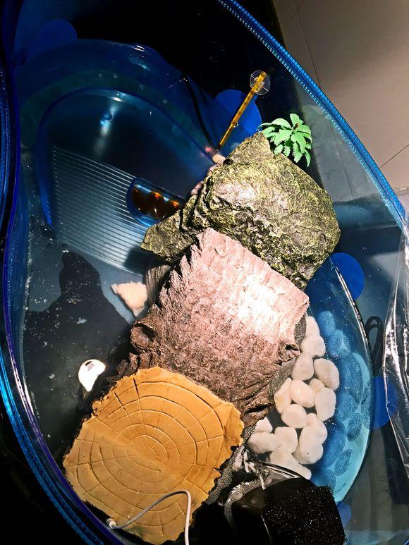 「龟友记录」萌妹子养龟全纪录（第一部）