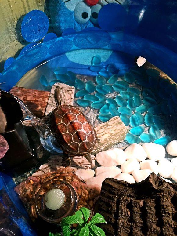 「龟友记录」萌妹子养龟全纪录（第一部）