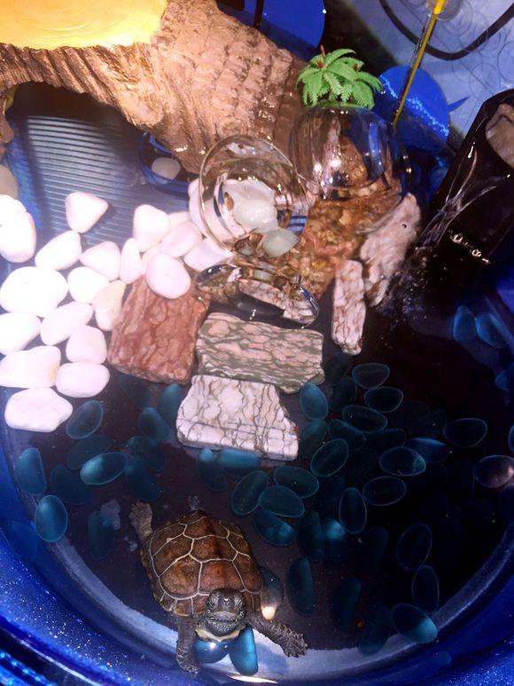 「龟友记录」萌妹子养龟全纪录（第一部）