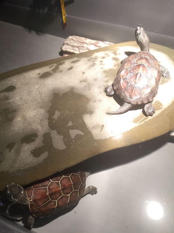 「龟友记录」萌妹子养龟全纪录（第一部）