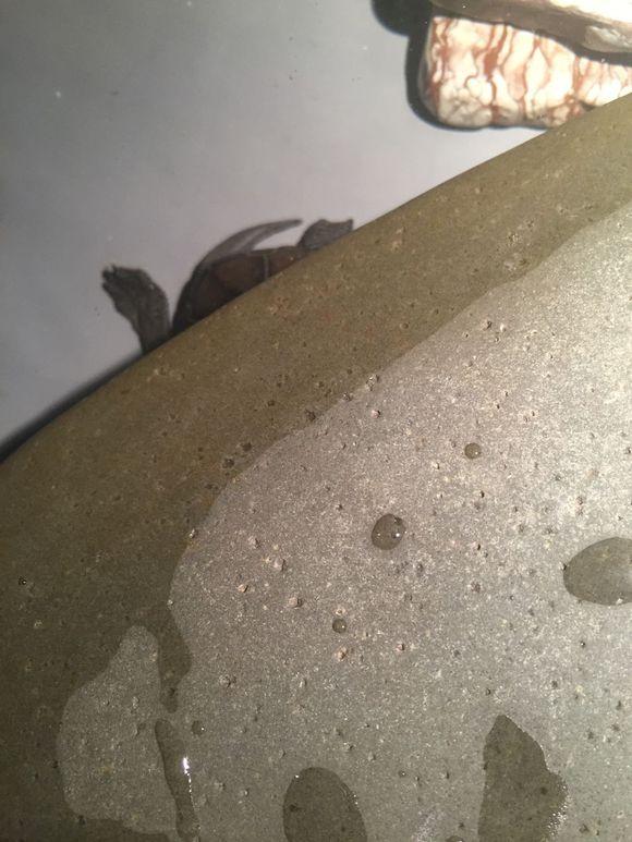 「龟友记录」萌妹子养龟全纪录（第一部）