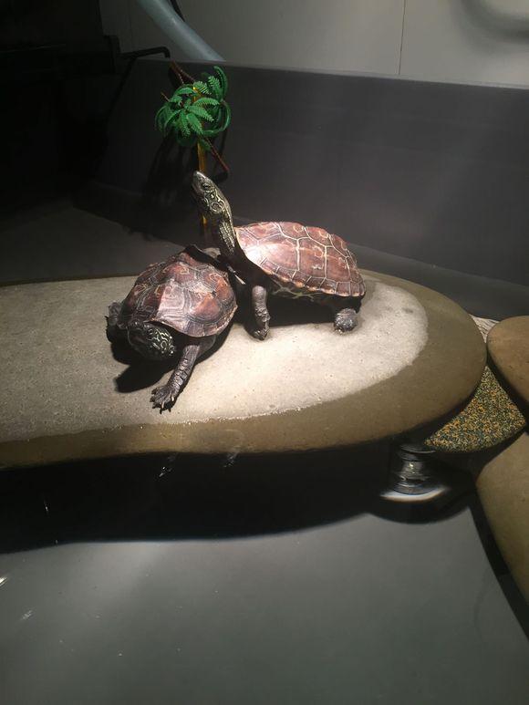 「龟友记录」萌妹子养龟全纪录（第一部）