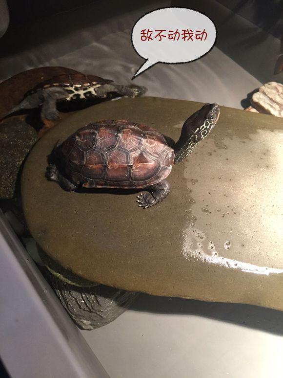 「龟友记录」萌妹子养龟全纪录（第一部）