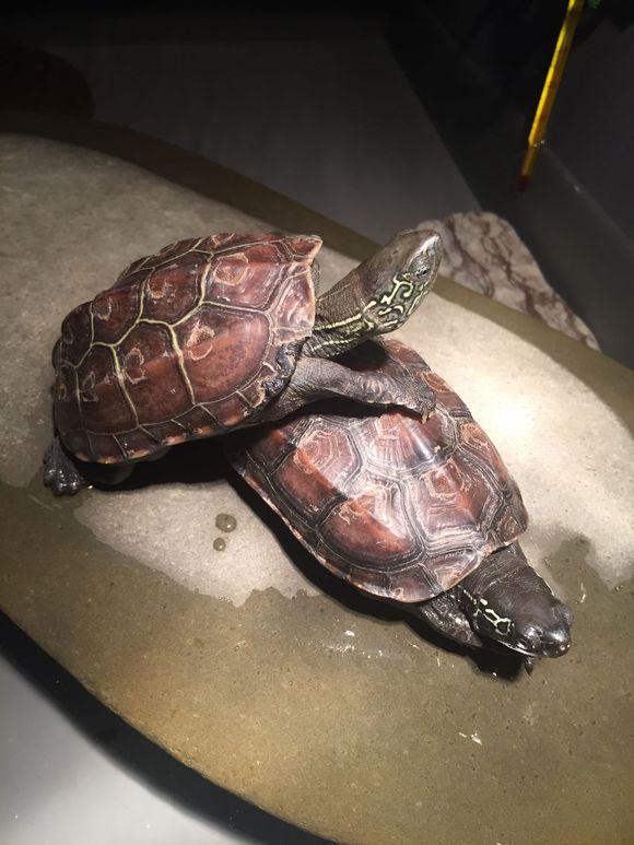 「龟友记录」萌妹子养龟全纪录（第一部）