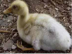 肉鸭软脚原因和治疗方法,肉鸭瘸腿怎么回事