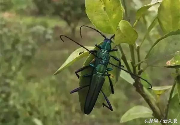 柑橘树食根虫防治,柑橘天牛钻心虫最佳防治方法