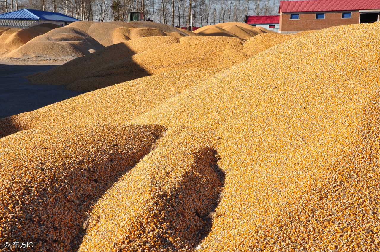 中国国储玉米库存,国储库存玉米量