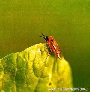 种菜病虫害的防治口诀,种菜小知识大全预防病虫害