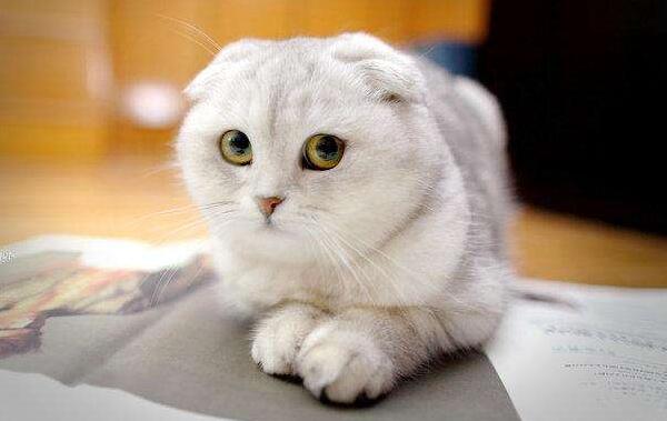 常见的宠物猫有几种品种,常见宠物猫品种大全