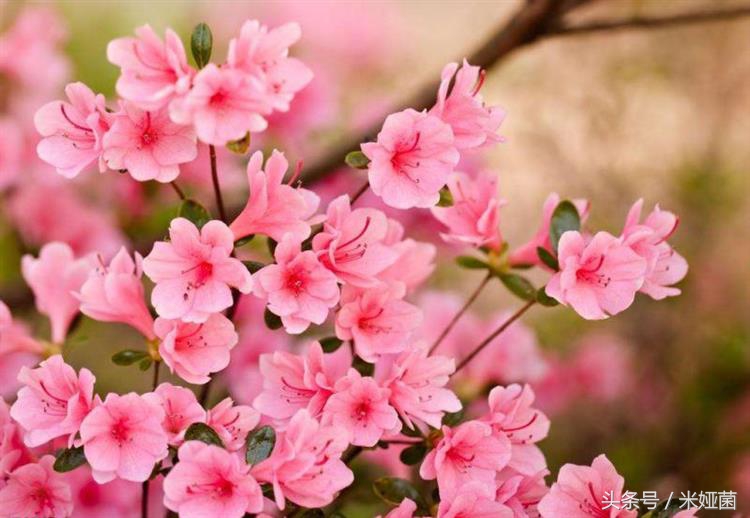 杜鹃花得了黑斑病怎么治好,杜鹃花有黑色斑点怎么回事