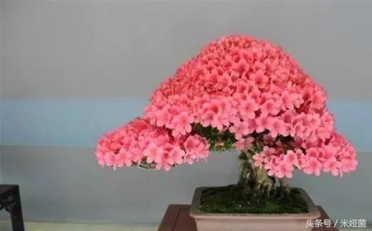 杜鹃花得了黑斑病怎么治好,杜鹃花有黑色斑点怎么回事