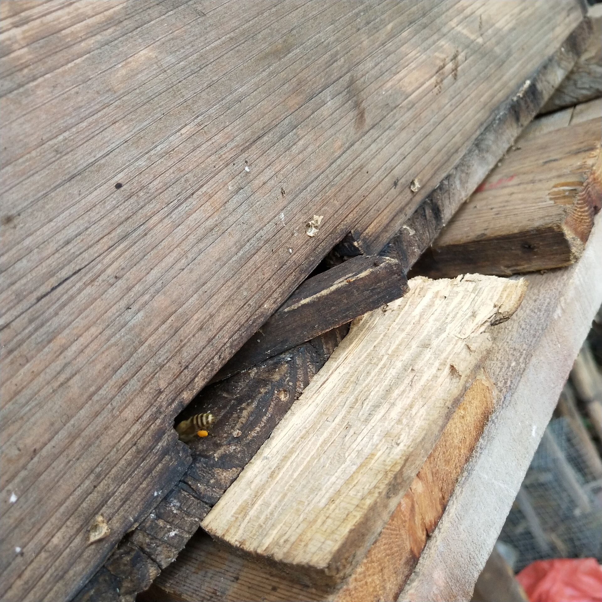 箱外观察中蜂正常现象,箱外观察技术视频