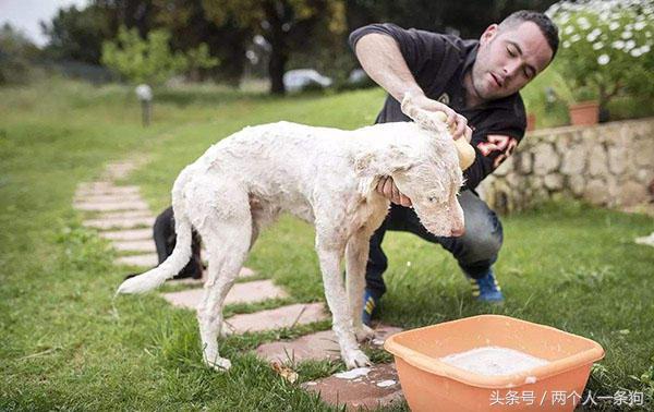 去宠物店挑选狗要注意哪些方面,宠物店给狗狗护理到底有没有必要