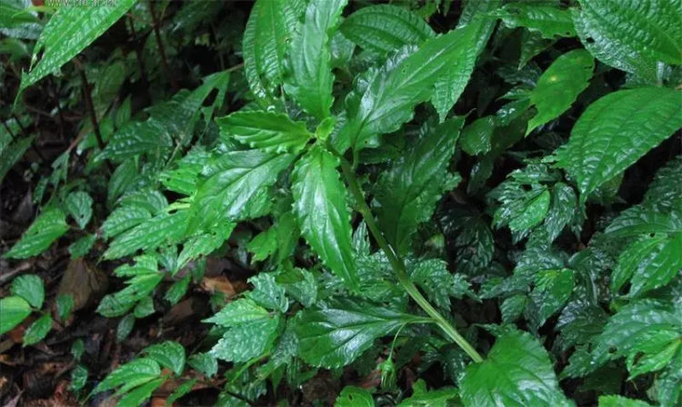 零陵香和麝香可以导致不孕吗,麝香和零陵香会让人不孕不育吗