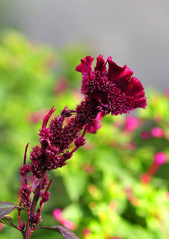 12生肖属鸡运势,属鸡人养什么植物最旺