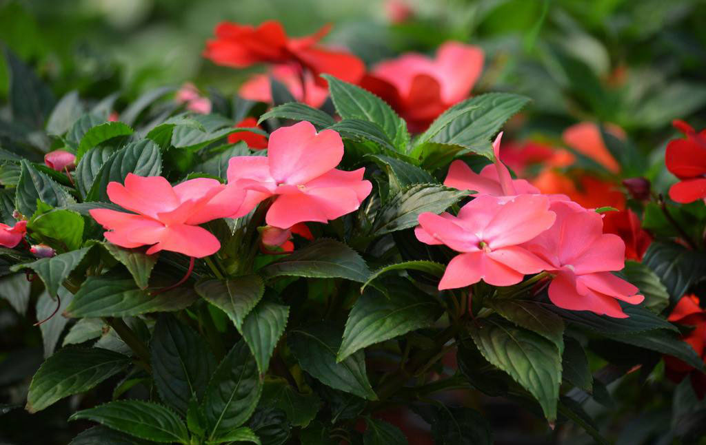 12生肖属鸡运势,属鸡人养什么植物最旺