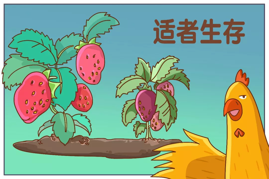 进化论是适者生存吗,适者生存达尔文进化论