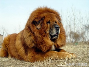 世界名犬前十名,世界名犬排名前十名图片