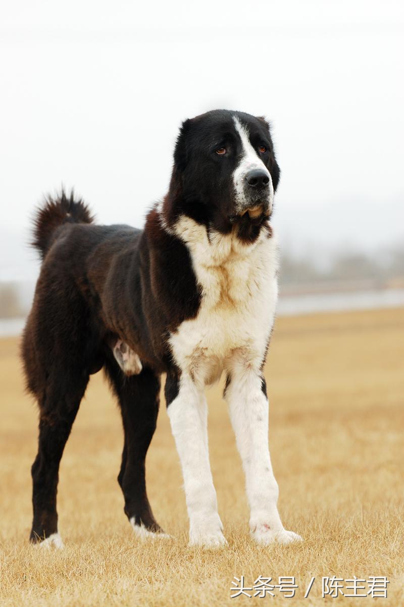 世界名犬前十名,世界名犬排名前十名图片