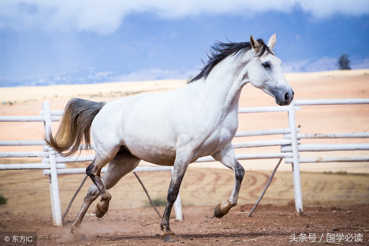 妙趣横生的十二生肖歇后语,十二生肖歇后语大全二年级