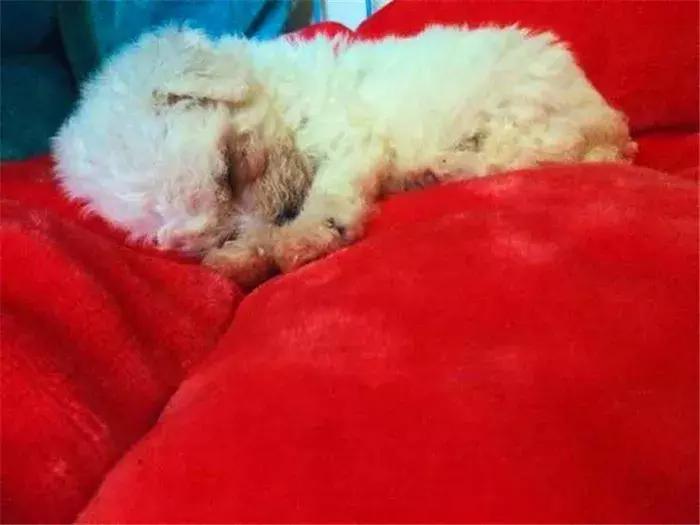 比熊幼犬感染寄生虫的五个症状,狗狗拉稀老不好,多半是这种虫!