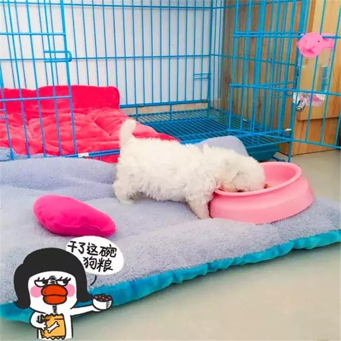 比熊幼犬感染寄生虫的五个症状,狗狗拉稀老不好,多半是这种虫!