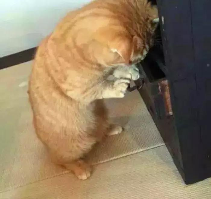 猫咪被收养的表现,如何让刚领养的幼猫咪听话