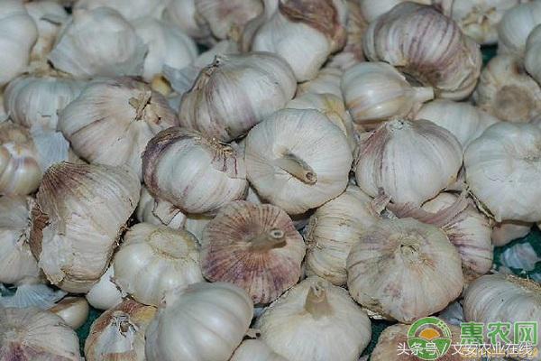 金乡国际大蒜贸易网上价格行情,2020年大蒜行情大蒜施肥方法