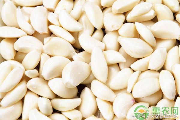 金乡国际大蒜贸易网上价格行情,2020年大蒜行情大蒜施肥方法