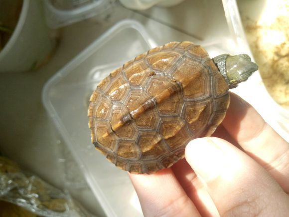 龟不用加热棒怎么给龟加温,龟治病加热棒推荐