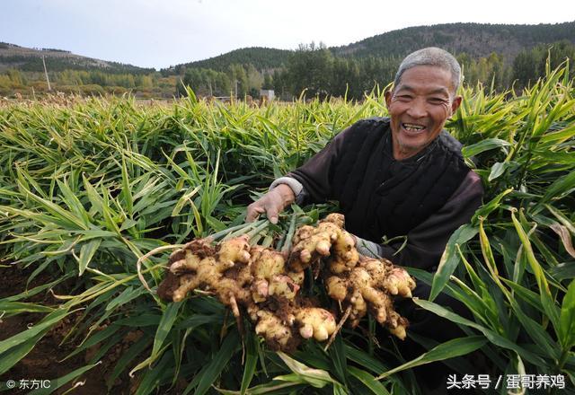养鸡普发“冷应激”,老兽医透漏一绝招,再也不怕鸡感冒了!
