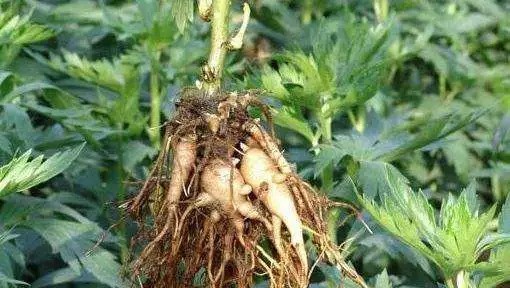 万通筋骨贴有毒副作用吗,万通筋骨贴有肝肾毒性吗