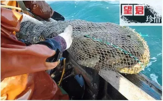 66岁母亲买海参,66岁母亲卖海参