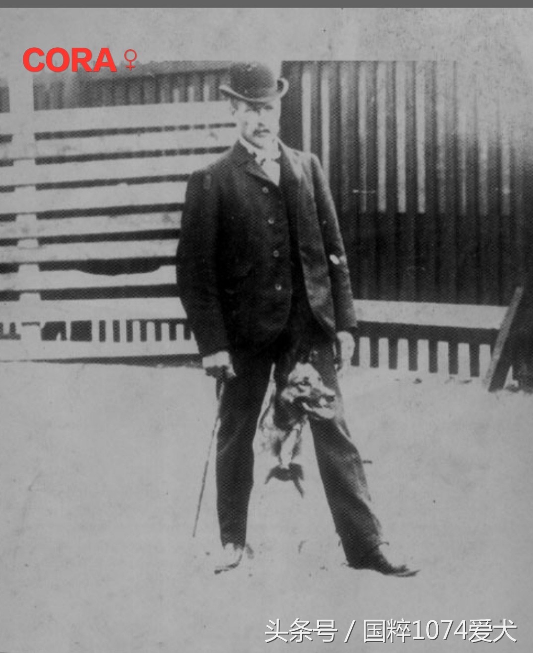 「可能是史上最清晰科普文章」系列之马犬起源和马犬的傲慢与偏见