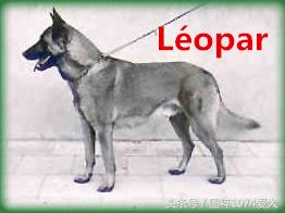 「可能是史上最清晰科普文章」系列之马犬起源和马犬的傲慢与偏见