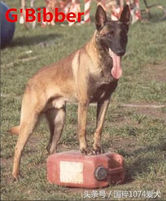 「可能是史上最清晰科普文章」系列之马犬起源和马犬的傲慢与偏见