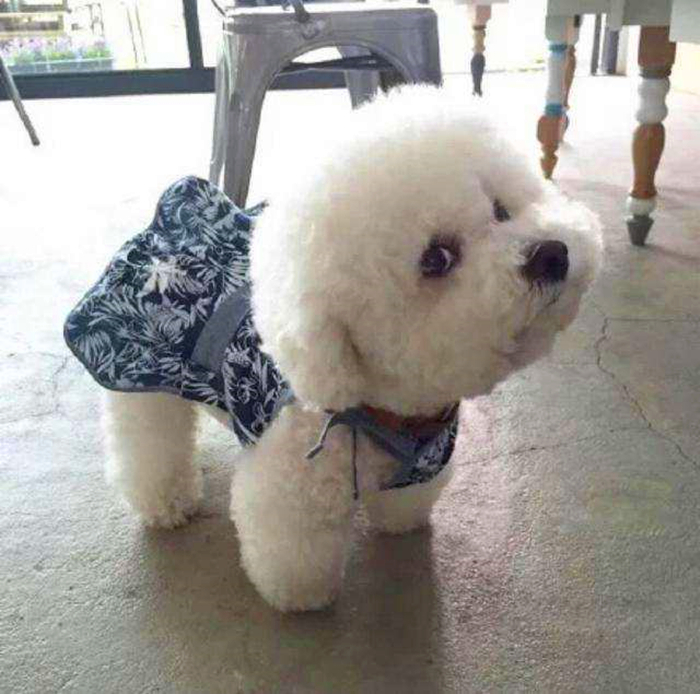 比熊幼犬感染寄生虫的五个症状,狗狗拉稀老不好,多半是这种虫!