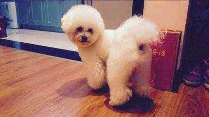 比熊幼犬感染寄生虫的五个症状,狗狗拉稀老不好,多半是这种虫!