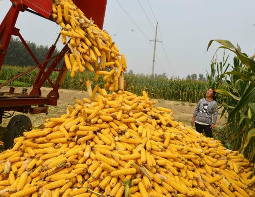 一亩种小麦和水稻能投入多少钱,种植一亩水稻利润有多少